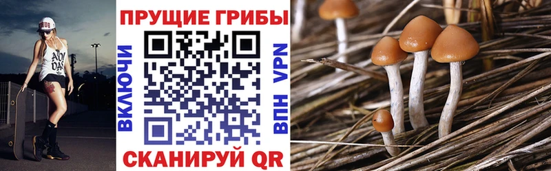 Псилоцибиновые грибы мицелий  Купить закладки  Берёзовский 